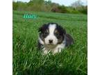 Australian Shepherd Puppy for sale in Waynesburg, KY, USA