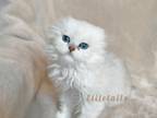 Scottish Fold