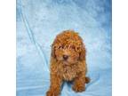 Poodle (Toy) Puppy for sale in Hattiesburg, MS, USA