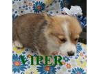 Pembroke Welsh Corgi Puppy for sale in Jasper, AR, USA