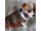Pembroke Welsh Corgi Puppy for sale in Jasper, AR, USA