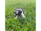 Shih Tzu Puppy for sale in Loxley, AL, USA