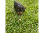 Cocker Spaniel Puppy for sale in Loxley, AL, USA