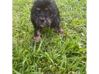 Cavapoo Puppy for sale in Loxley, AL, USA