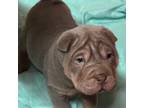 Chinese Shar-Pei Puppy for sale in Princeton, KY, USA