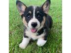 Pembroke Welsh Corgi Puppy for sale in Bagley, MN, USA