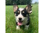 Pembroke Welsh Corgi Puppy for sale in Bagley, MN, USA