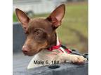 Rat Terrier Puppy for sale in Goldthwaite, TX, USA