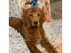 Goldendoodle Puppy for sale in Canton, OH, USA