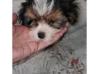 Biewer Terrier Puppy for sale in Orlando, FL, USA