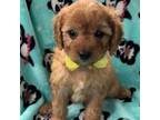 Cavapoo Puppy for sale in Peculiar, MO, USA