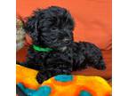 Mutt Puppy for sale in Tampa, FL, USA