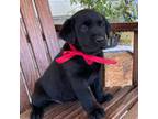 Labrador Retriever Puppy for sale in Middlebury, IN, USA