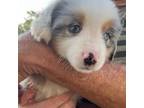 Miniature Australian Shepherd Puppy for sale in Umatilla, FL, USA