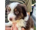 Miniature Australian Shepherd Puppy for sale in Umatilla, FL, USA