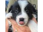 Miniature Australian Shepherd Puppy for sale in Umatilla, FL, USA