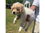 Cock-A-Poo Puppy for sale in Roseboro, NC, USA