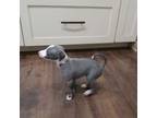 Italian Greyhound Puppy for sale in Laredo, TX, USA