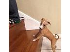 Italian Greyhound Puppy for sale in Laredo, TX, USA