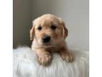 Golden Retriever Puppy for sale in Crookston, MN, USA
