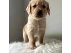 Golden Retriever Puppy for sale in Crookston, MN, USA