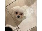 Maltese Puppy for sale in New York, NY, USA