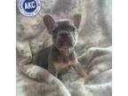 French Bulldog Puppy for sale in Salemburg, NC, USA