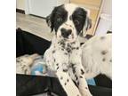 Dalmatian Puppy for sale in Sugar Land, TX, USA