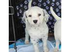 Dalmatian Puppy for sale in Sugar Land, TX, USA