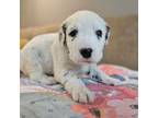 Dalmatian Puppy for sale in Sugar Land, TX, USA