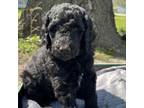 Goldendoodle Puppy for sale in Shelbina, MO, USA