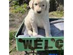 Goldendoodle Puppy for sale in Shelbina, MO, USA