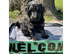 Goldendoodle Puppy for sale in Shelbina, MO, USA