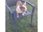 French Bulldog Puppy for sale in Bakersfield, CA, USA