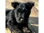 2 black 1 wheaten(white)