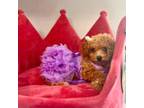Poodle (Toy) Puppy for sale in Frederick, MD, USA
