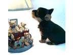 Yorkshire Terrier Puppy for sale in Paris, TN, USA