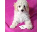 Poodle (Toy) Puppy for sale in Evansville, WI, USA