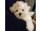 Maltese Puppy for sale in Bolivar, MO, USA