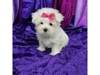 Maltese Puppy for sale in Bolivar, MO, USA