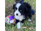 Miniature Australian Shepherd Puppy for sale in Umatilla, FL, USA