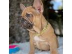 French Bulldog Puppy for sale in Fort Myers, FL, USA