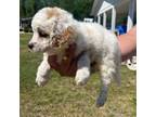 Cock-A-Poo Puppy for sale in Roseboro, NC, USA