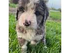 Mutt Puppy for sale in Wooster, OH, USA