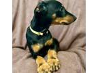 Doberman Pinscher Puppy for sale in Hattiesburg, MS, USA