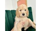 Goldendoodle Puppy for sale in Los Angeles, CA, USA