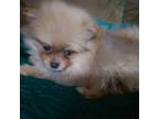 Pomeranian Puppy for sale in Seneca, MO, USA