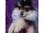 Pomeranian Puppy for sale in Seneca, MO, USA