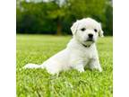 Golden Retriever Puppy for sale in Ahoskie, NC, USA