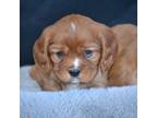 Cavalier King Charles Spaniel Puppy for sale in Kalona, IA, USA